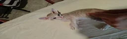 Sphynx gatti in vendita: Gattini Sphynx - Annuncio 3