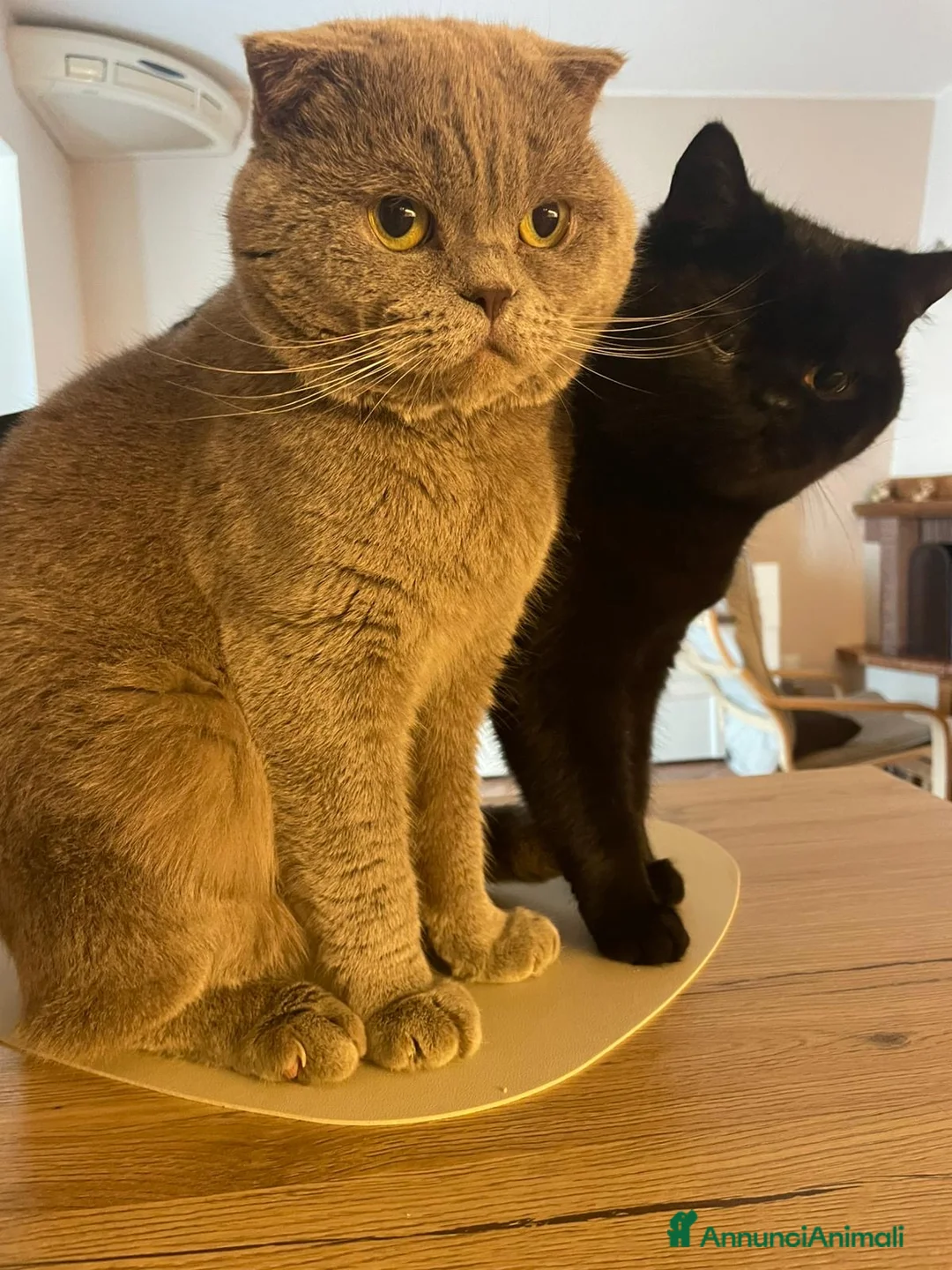 Scottish gatti in vendita: scottish gattini - Annuncio 7