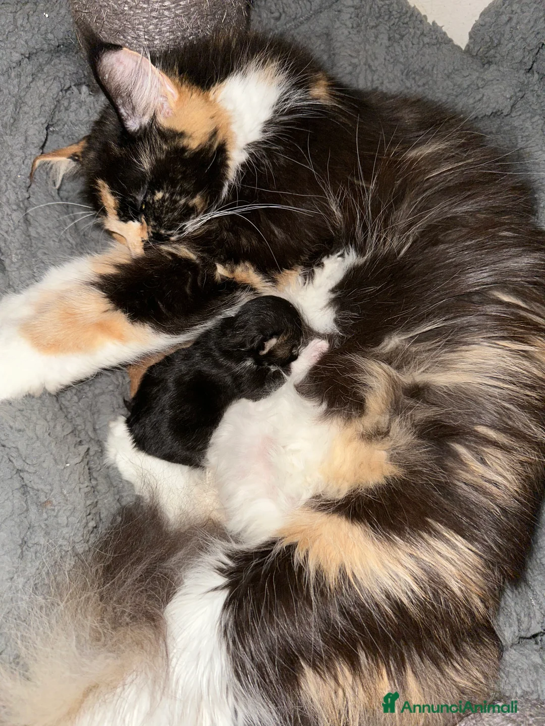 Maine Coon gatti in vendita: Cuccioli di Maine Coon - Annuncio 5