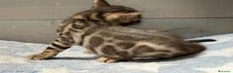 Bengala gatti in vendita: Cuccioli di Bengala - Annuncio 15