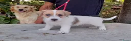 Jack Russell cani in vendita: Jack Russell Terrier Broken Ruvido cuccioli  - Annuncio 3
