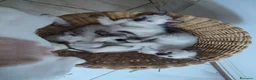 Thai gatti in vendita: Siamese tradizionale, Thai microchip e pedigree  - Annuncio 11