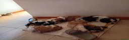 Meticcio cani in vendita: Cuccioli malshi - Annuncio 3