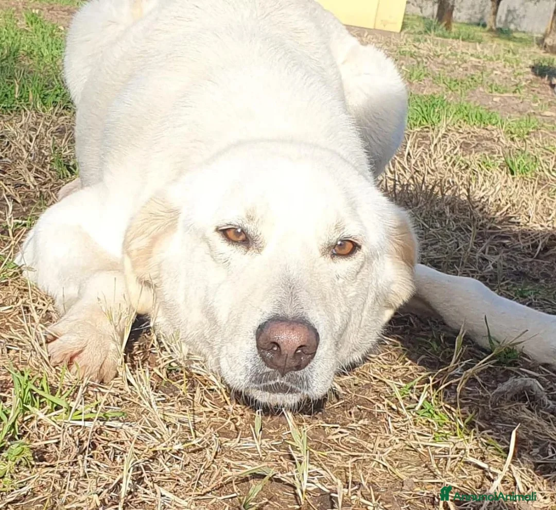 Meticcio cani in regalo: Ziguli' il timido cagnolino dal sorriso speciale - Annuncio 2