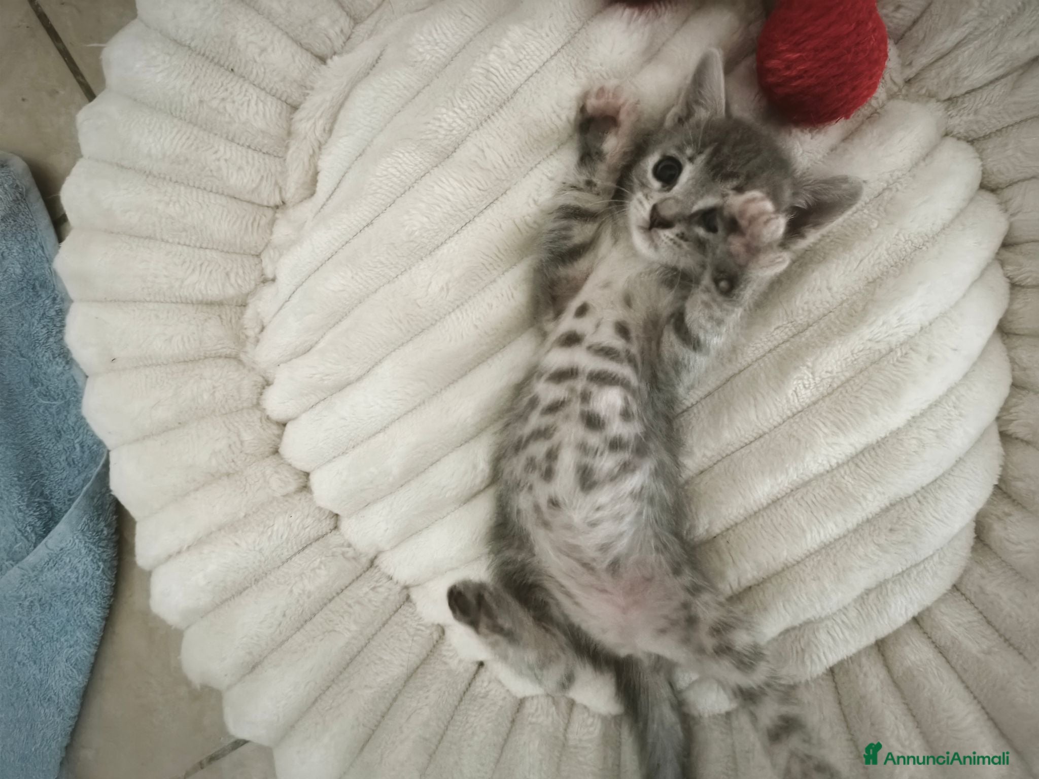 Meticcio gatti Regalo ultime due gattine - Annuncio 1