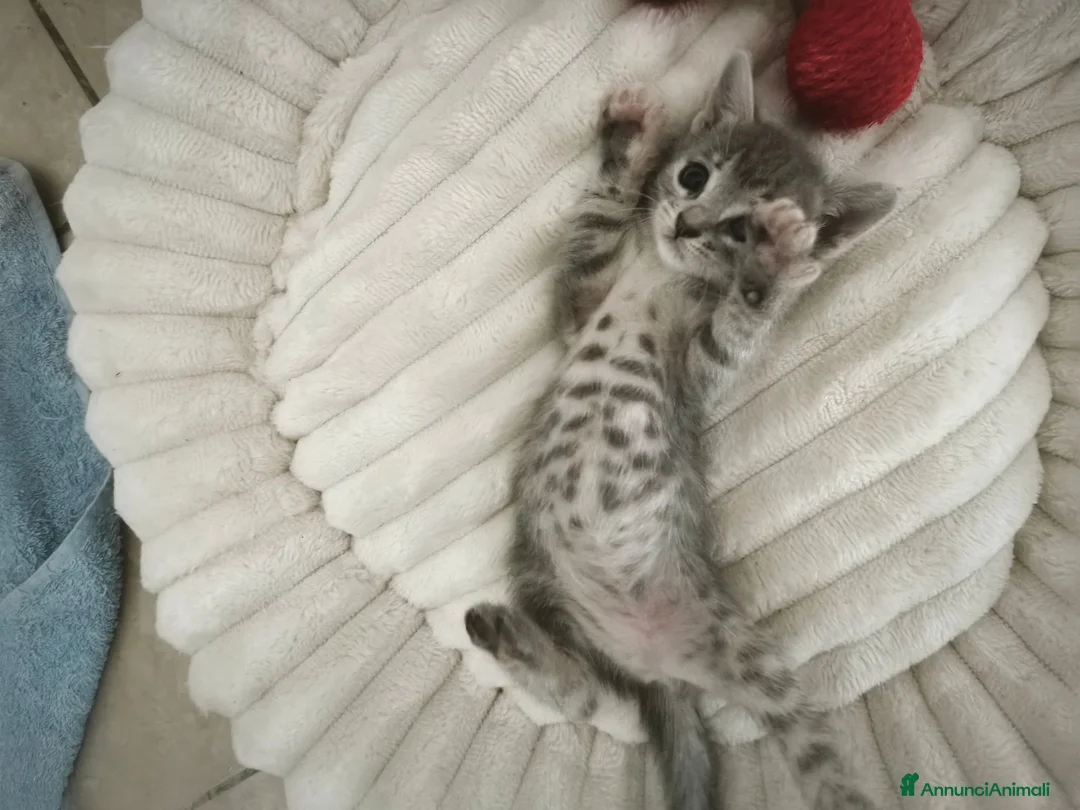 Meticcio gatti in regalo: Regalo ultime due gattine a Provincia di Bergamo - Annuncio 1