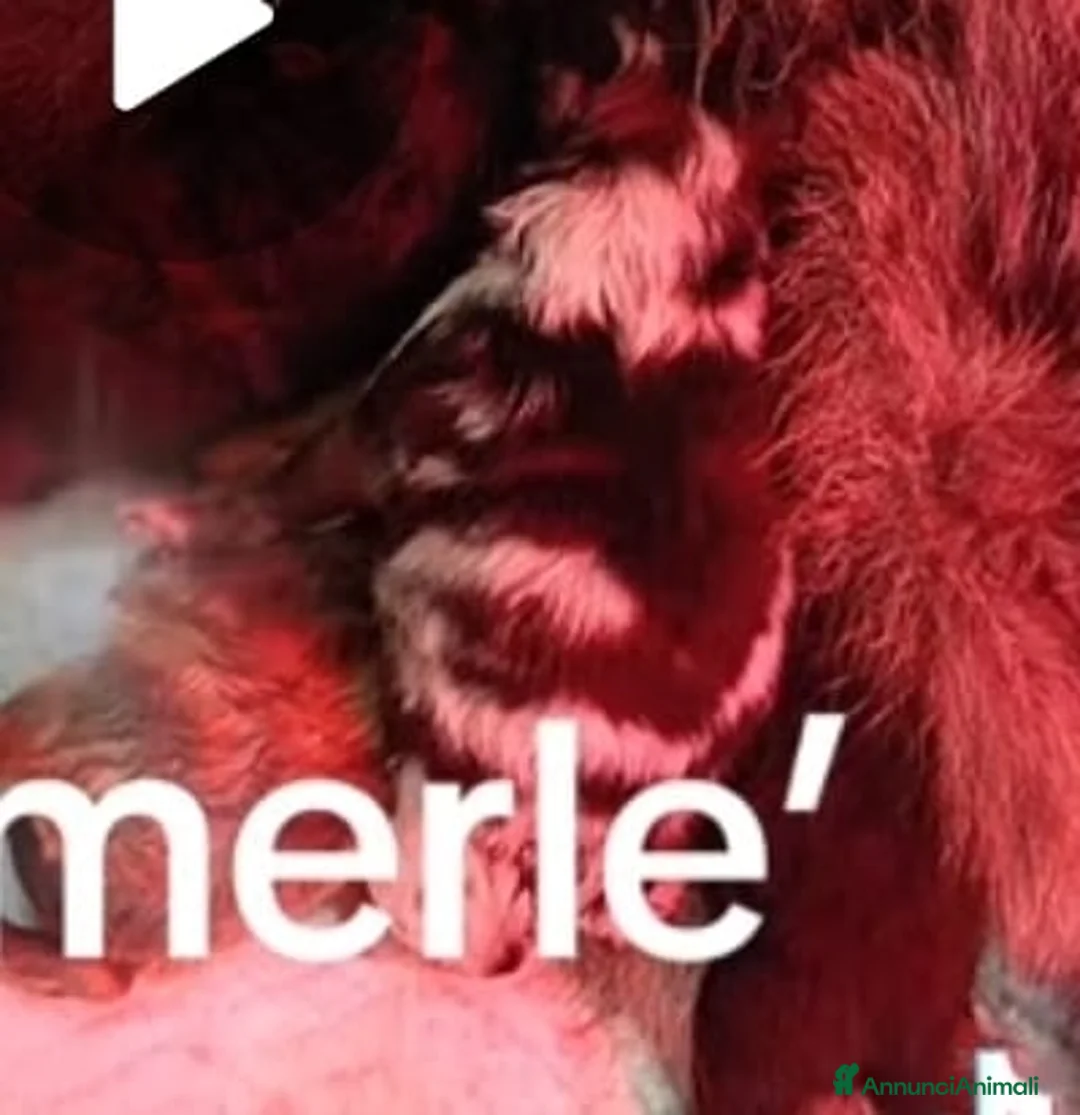 Volpino Pomerania cani in vendita: Pomerania merle - Annuncio 3