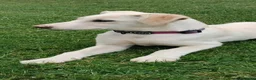 Meticcio cani in regalo: Puffo e Flo 4 mesi adottabili subito sono a Parma - Annuncio 11