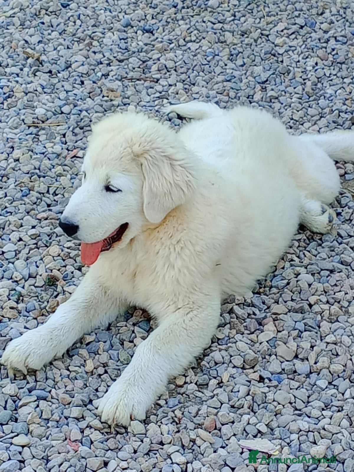 Pastore Abbruzzese Maremmano cani  PASTORE ABRUZZESE MAREMMANO alta genealogia - Annuncio 2