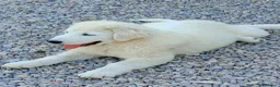 Pastore Abbruzzese Maremmano cani in vendita:  PASTORE ABRUZZESE MAREMMANO alta genealogia - Annuncio 2