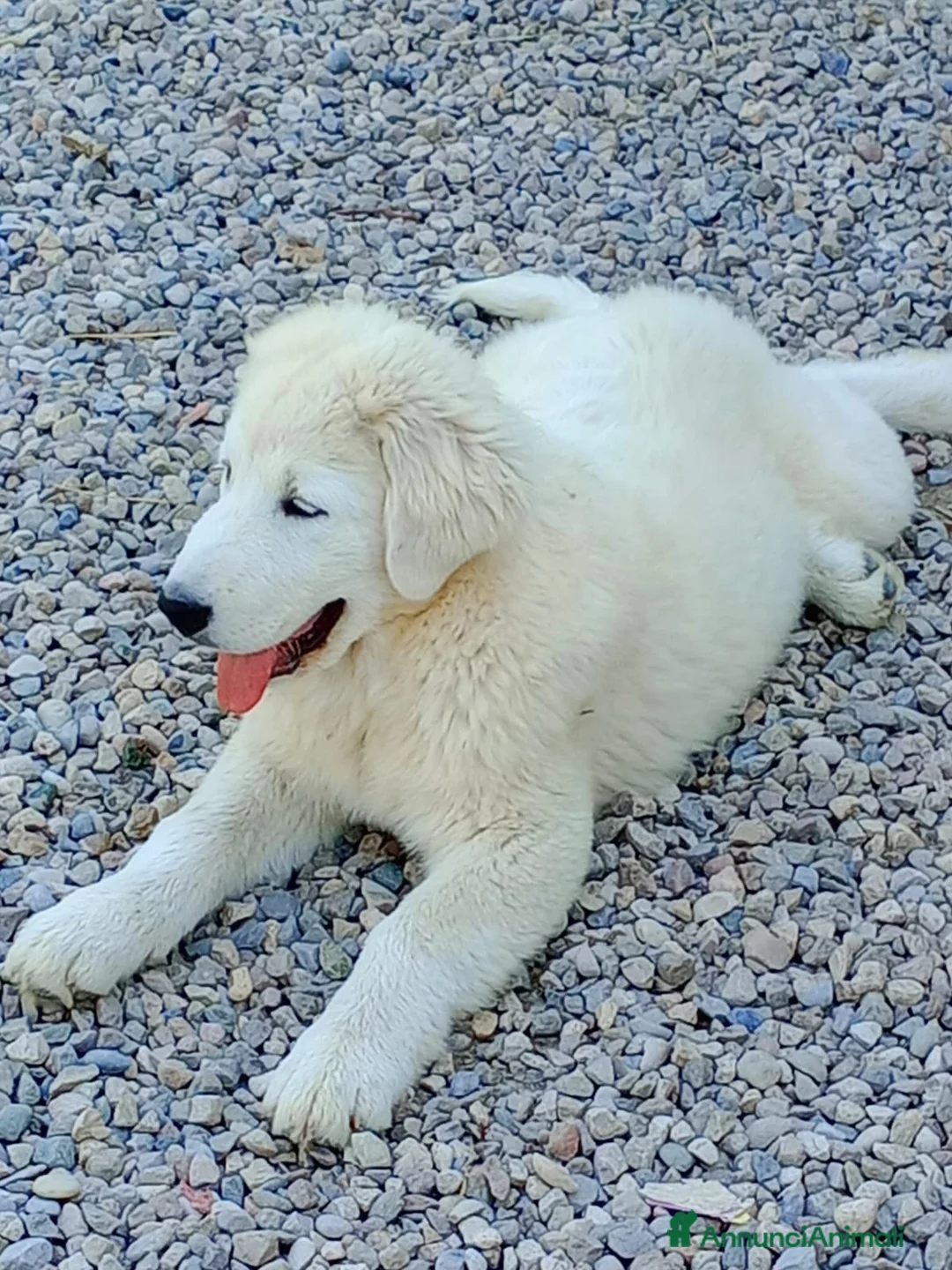 Pastore Abbruzzese Maremmano cani in vendita:  PASTORE ABRUZZESE MAREMMANO alta genealogia - Annuncio 2
