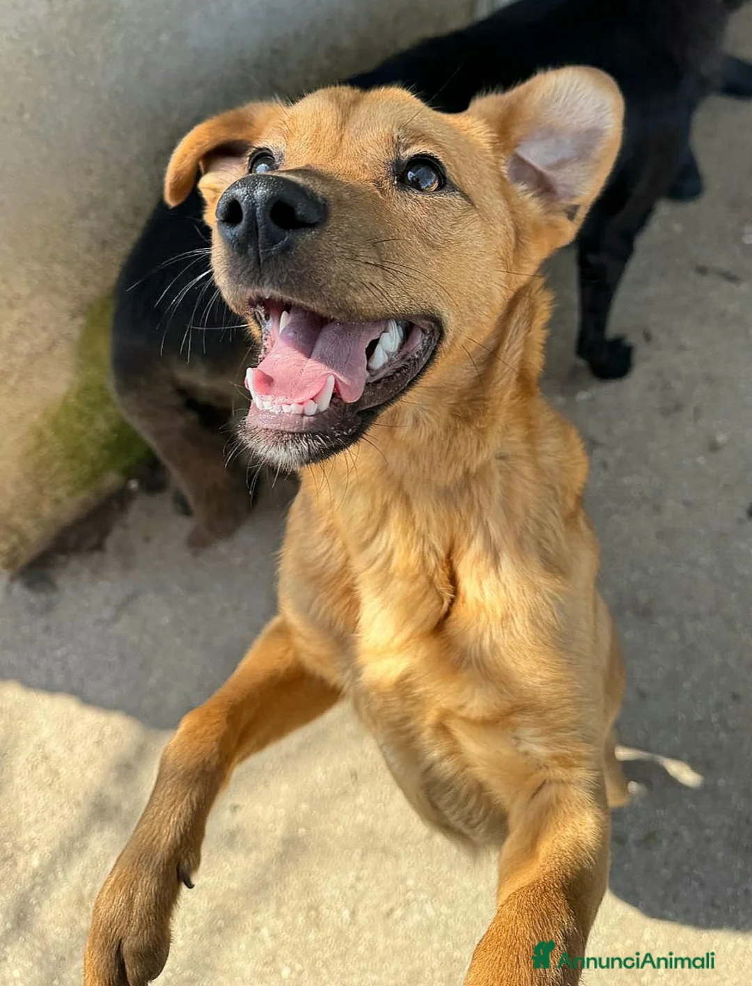 Meticcio cani in regalo: Mino 1 anno taglia piccola  - Annuncio 1