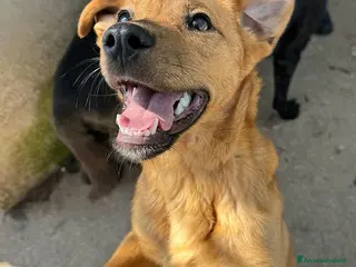 Meticcio cani Mino 1 anno taglia piccola - Annuncio 12