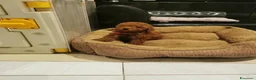 Barboncino Toy cani in vendita: Adorabili cuccioli di barboncino toy - Annuncio 10