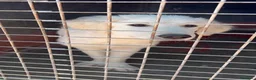Meticcio cani in regalo: Salvia dolcissima cucciolona in canile si dispera - Annuncio 2