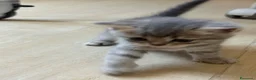 Scottish gatti in vendita: Gattini scottish - Annuncio 4