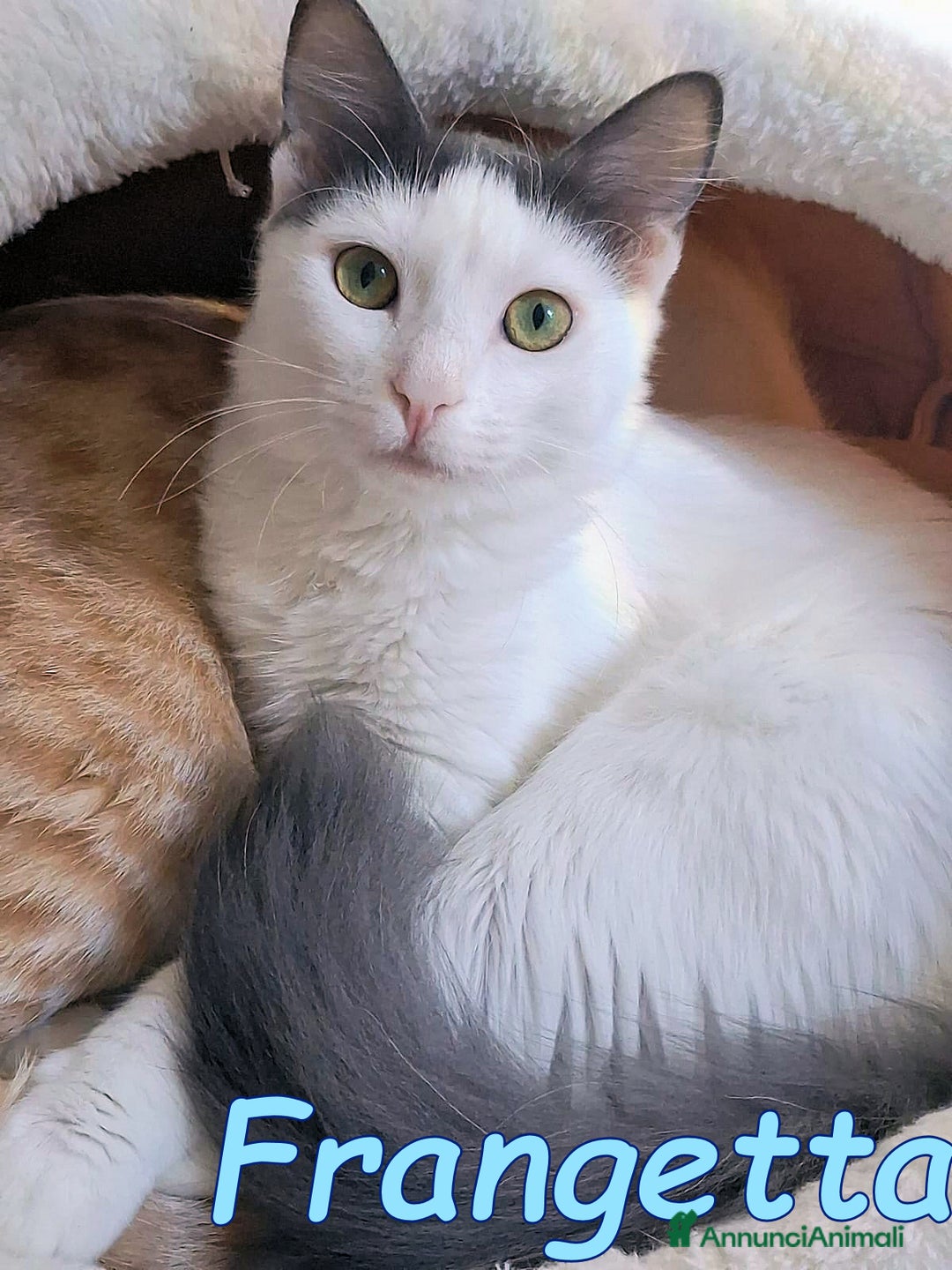 Europeo gatti in regalo: Scorri pure… sappi che potresti spezzarti il cuore - Annuncio 7