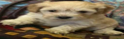 Barboncino cani in vendita: Barboncini toy - Annuncio 7