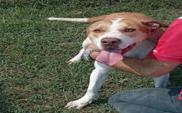 Pitbull cani in regalo: Flo meraviglioso pitbull a Provincia di Latina - Immagine 2