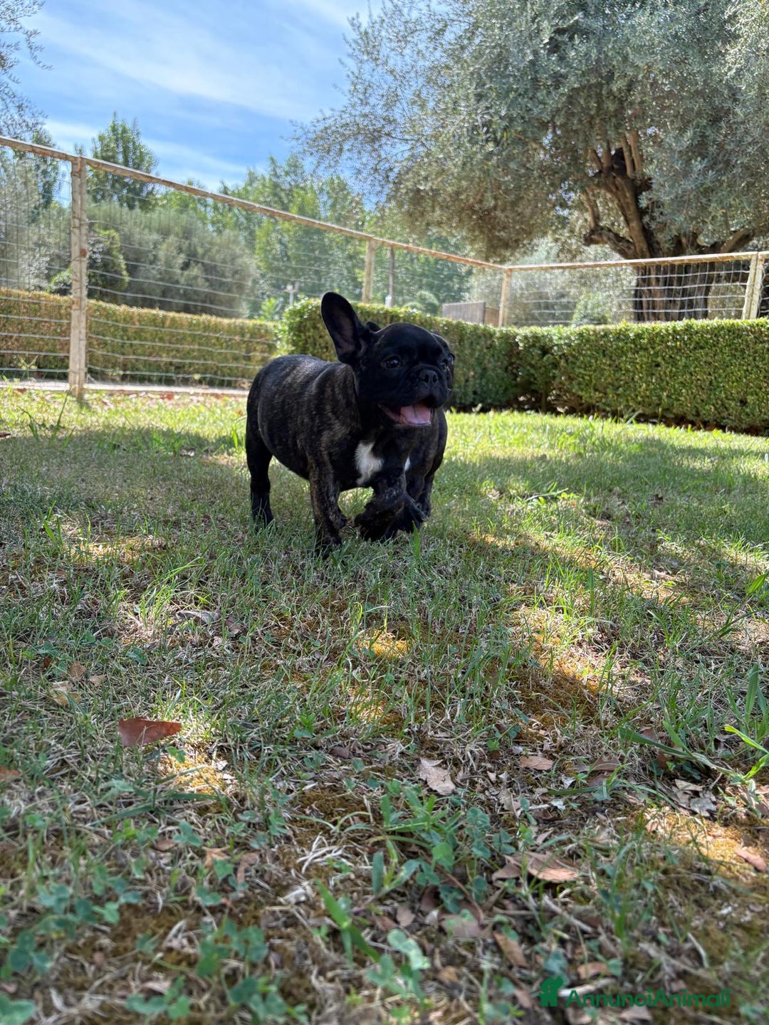 Bulldog Francese cani in vendita: BULLDOG FRANCESI - Immagine 7