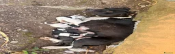 Meticcio cani in vendita: Vendo 2 cuccioli (MASCHI) ANNUNCIO URGENTE - Annuncio 2