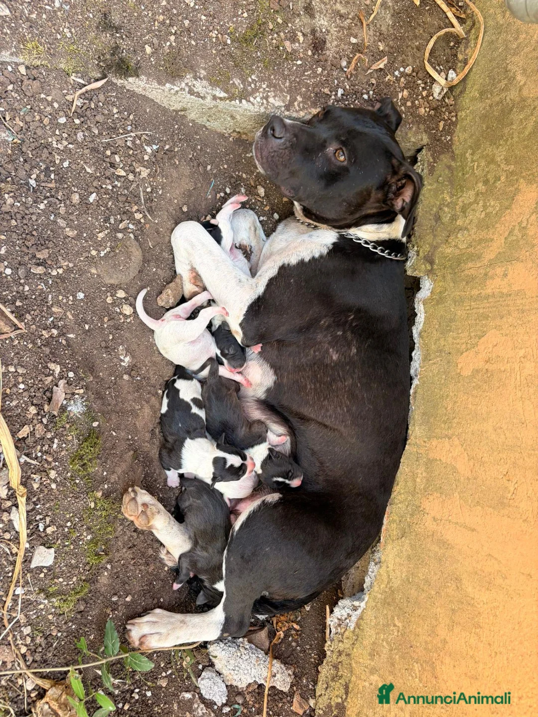 Meticcio cani in vendita: Vendo 2 cuccioli (MASCHI) ANNUNCIO URGENTE - Annuncio 2