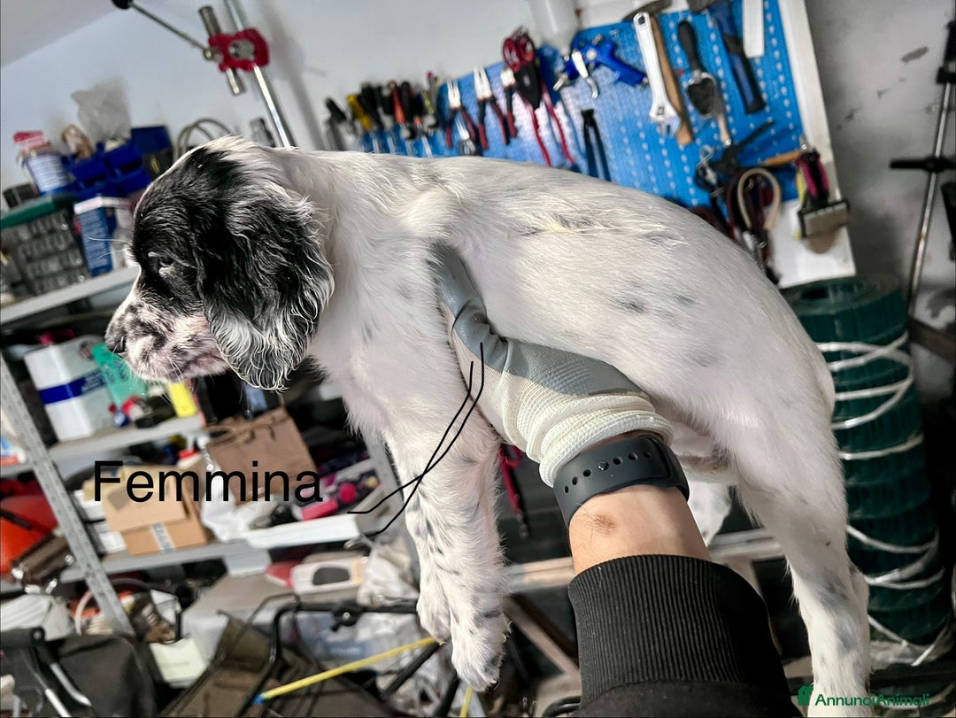 Setter Inglese cani in vendita: Cuccioli setter inglese  - Annuncio 3