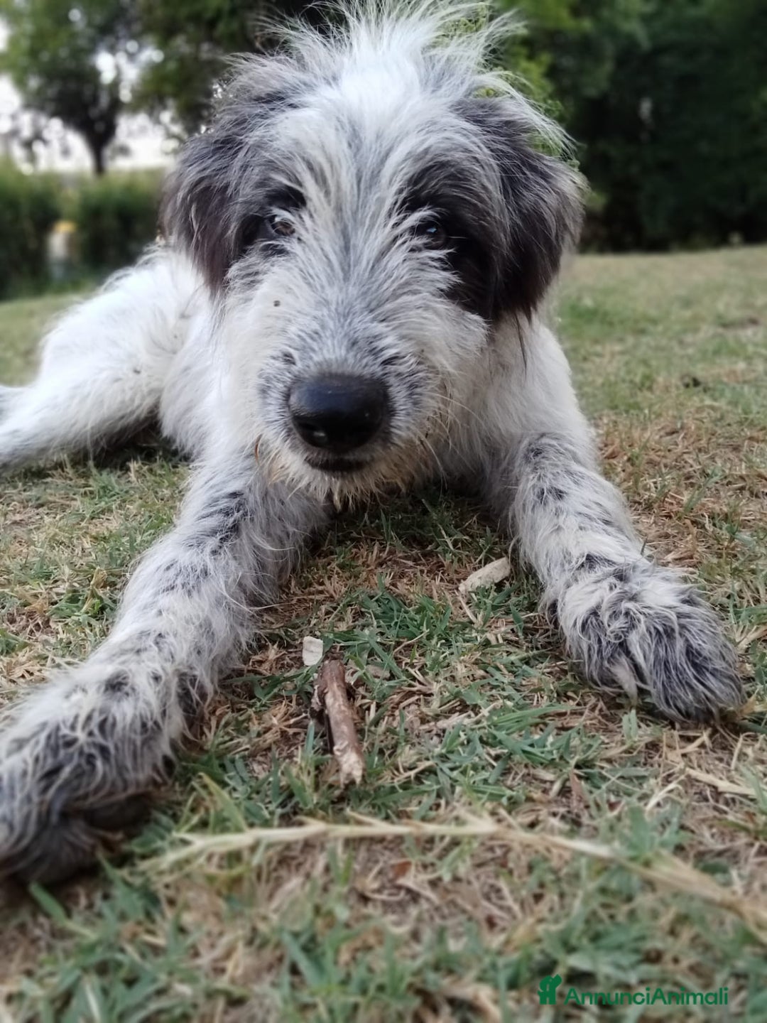 Meticcio cani in regalo: Meticcio in regalo  - Annuncio 3