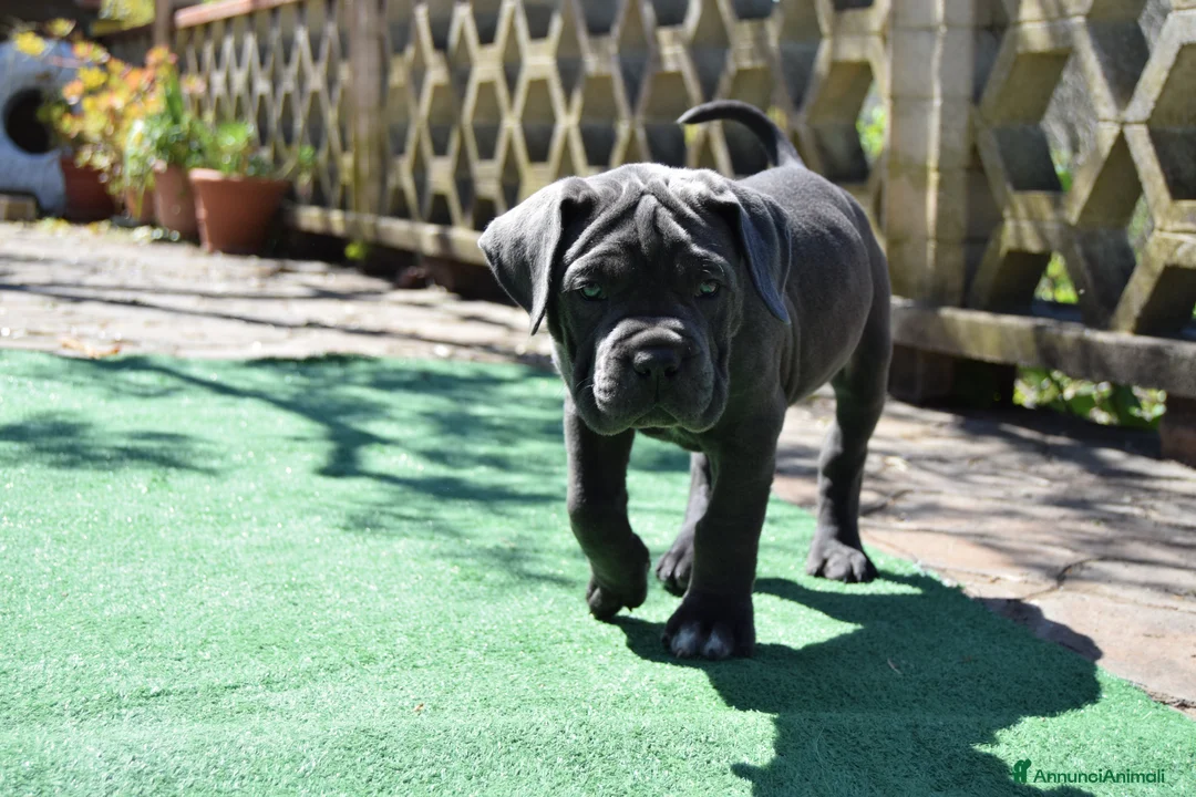 Cane Corso cani in vendita: Cuccioli di cane corso - Annuncio 1