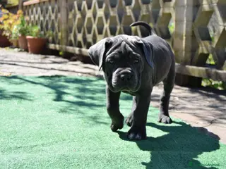 Cane Corso cani Cuccioli di cane corso - Annuncio 17