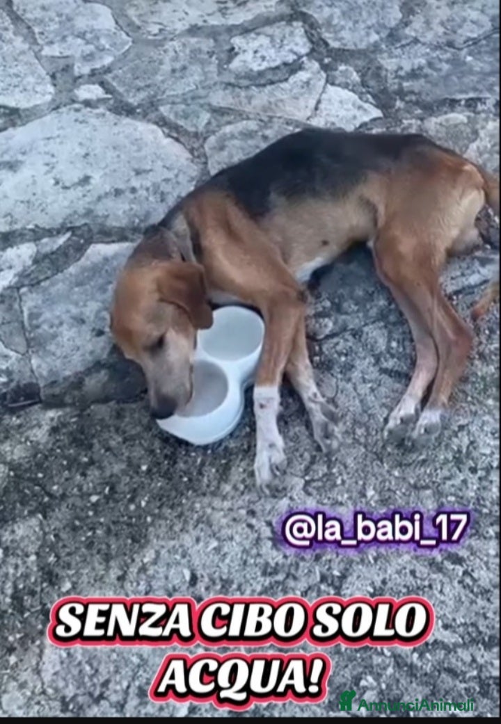 Segugio cani Segugio x 8anni a catena stretta.PUGLIA SOS CASA - Annuncio 2