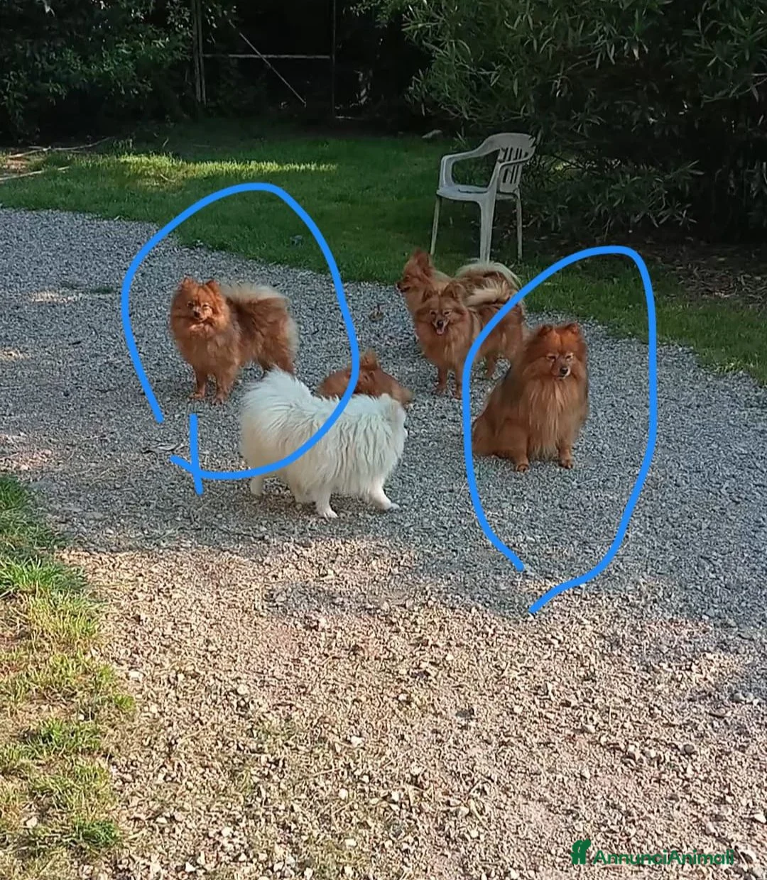 Spitz cani in vendita: Spitz tedesco piccolo volpino  - Annuncio 2