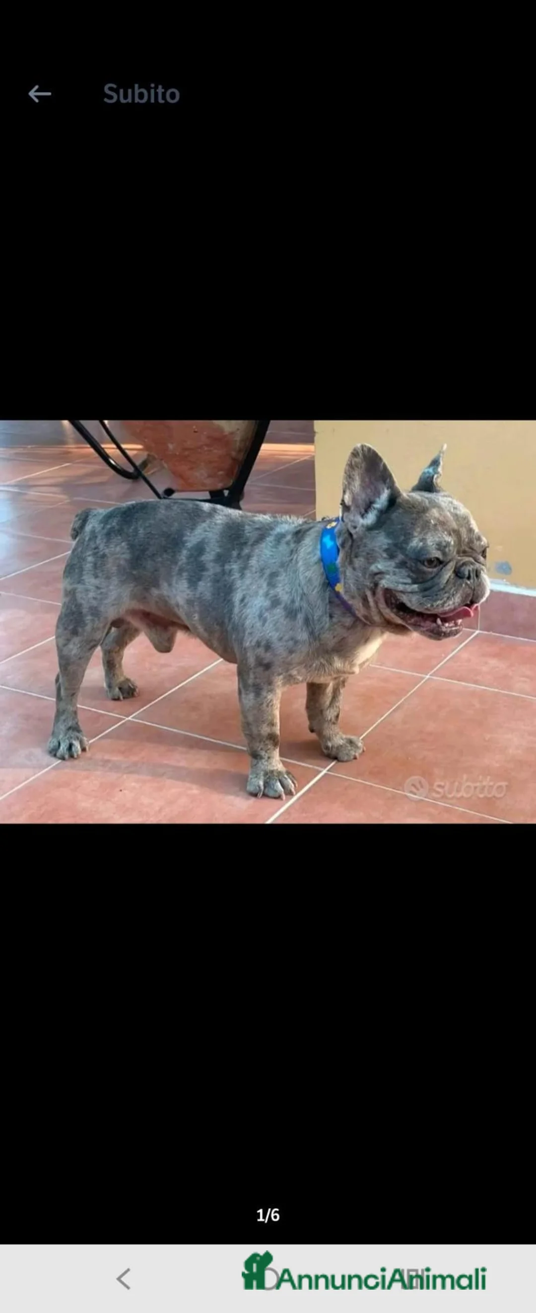 Bulldog Francese cani in vendita: Cuccioli bulldog francese  - Annuncio 2