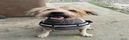 Meticcio cani in regalo: Manuel 16 anni Taglia media  - Annuncio 2