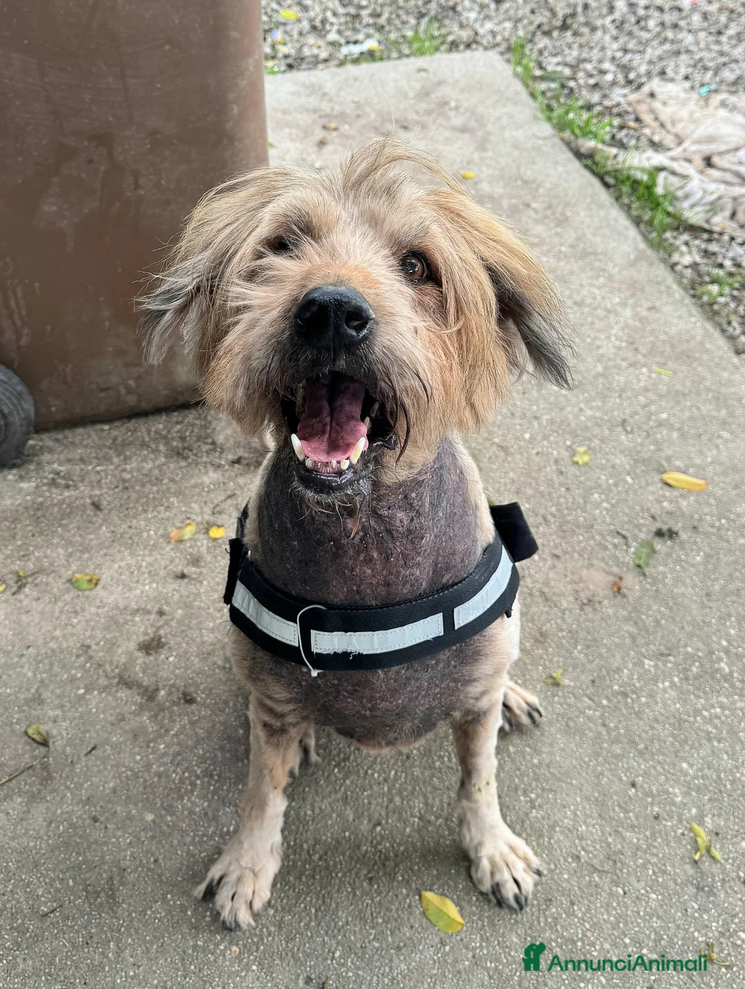 Meticcio cani in regalo: Manuel 16 anni Taglia media  - Annuncio 2