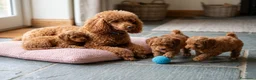 Barboncino cani in vendita: Barboni nani fulvi  - Annuncio 1