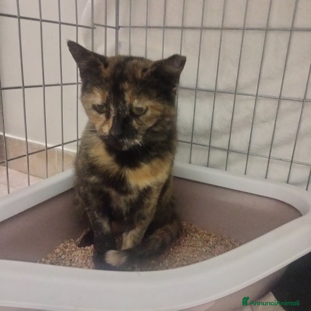 Altre razze gatti in regalo: Mamy, dolcissima, buonissima, cerca adozione  - Annuncio 3