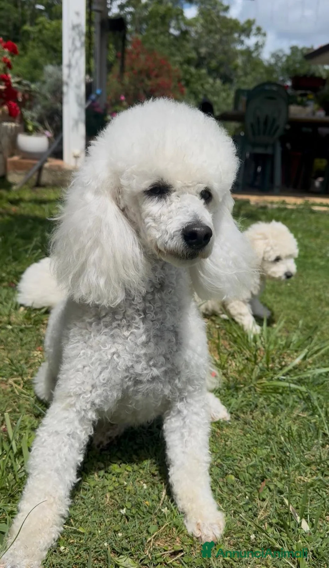Barboncino Toy cani in vendita: Barboncina - Annuncio 2