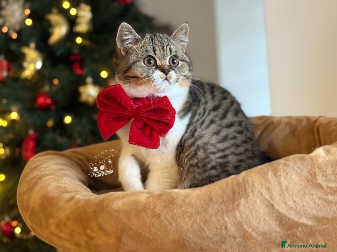 Scottish gatti in vendita: Stupeficium Amos - Scottish Straight - Annuncio 16