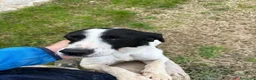 Meticcio cani in regalo: BRINA gioviale ed affettuosa - Annuncio 2