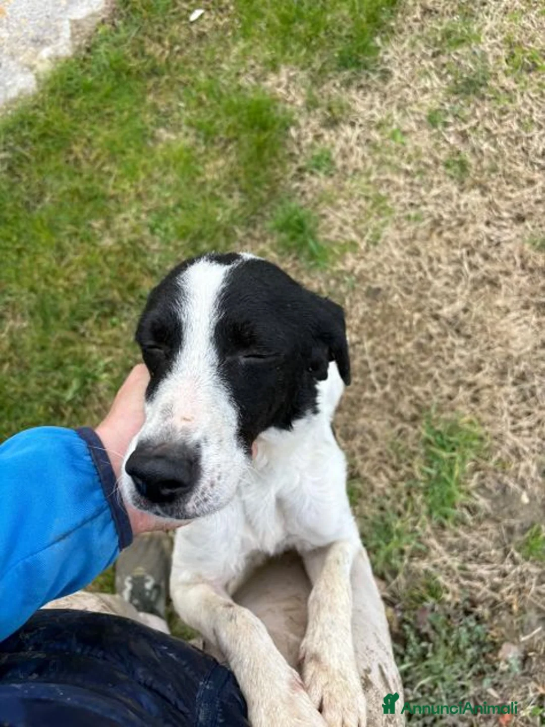Meticcio cani in regalo: BRINA gioviale ed affettuosa - Annuncio 2