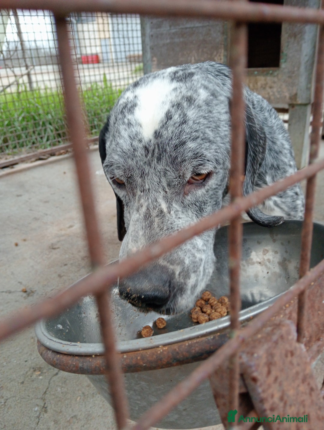 Meticcio cani in regalo: Zeus cerca casa - Annuncio 1