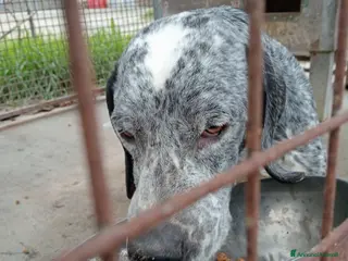 Meticcio cani Zeus cerca casa - Annuncio 16