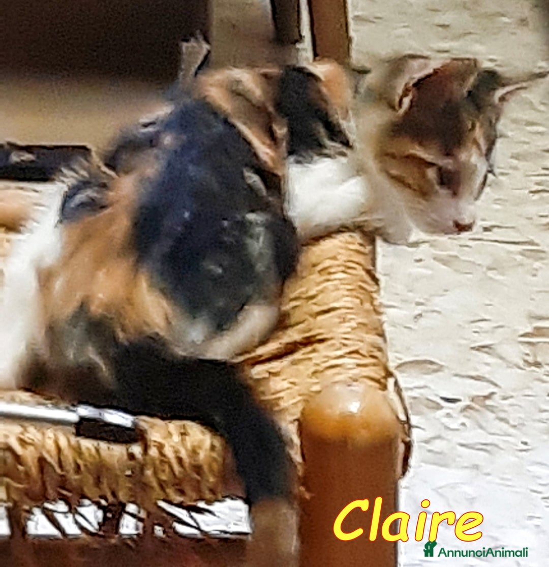 Europeo gatti in regalo: ADOZIONE DEL CUORE PER LA PICCOLA CLAIRE   a Città metropolitana di Roma Capitale - Immagine 5