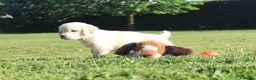 Golden Retriever cani in vendita: ultimi 2 cuccioli di golden retriever con pedigree - Annuncio 2
