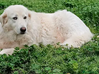 Meticcio cani LA DOLCE CAMILLA HA BISOGNO DI TE, IN ADOZIONE - Annuncio 41