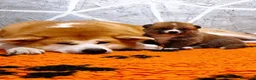 Akita Inu cani in vendita: AKITA CUCCIOLI - Allevamneto ENCI - Annuncio 12