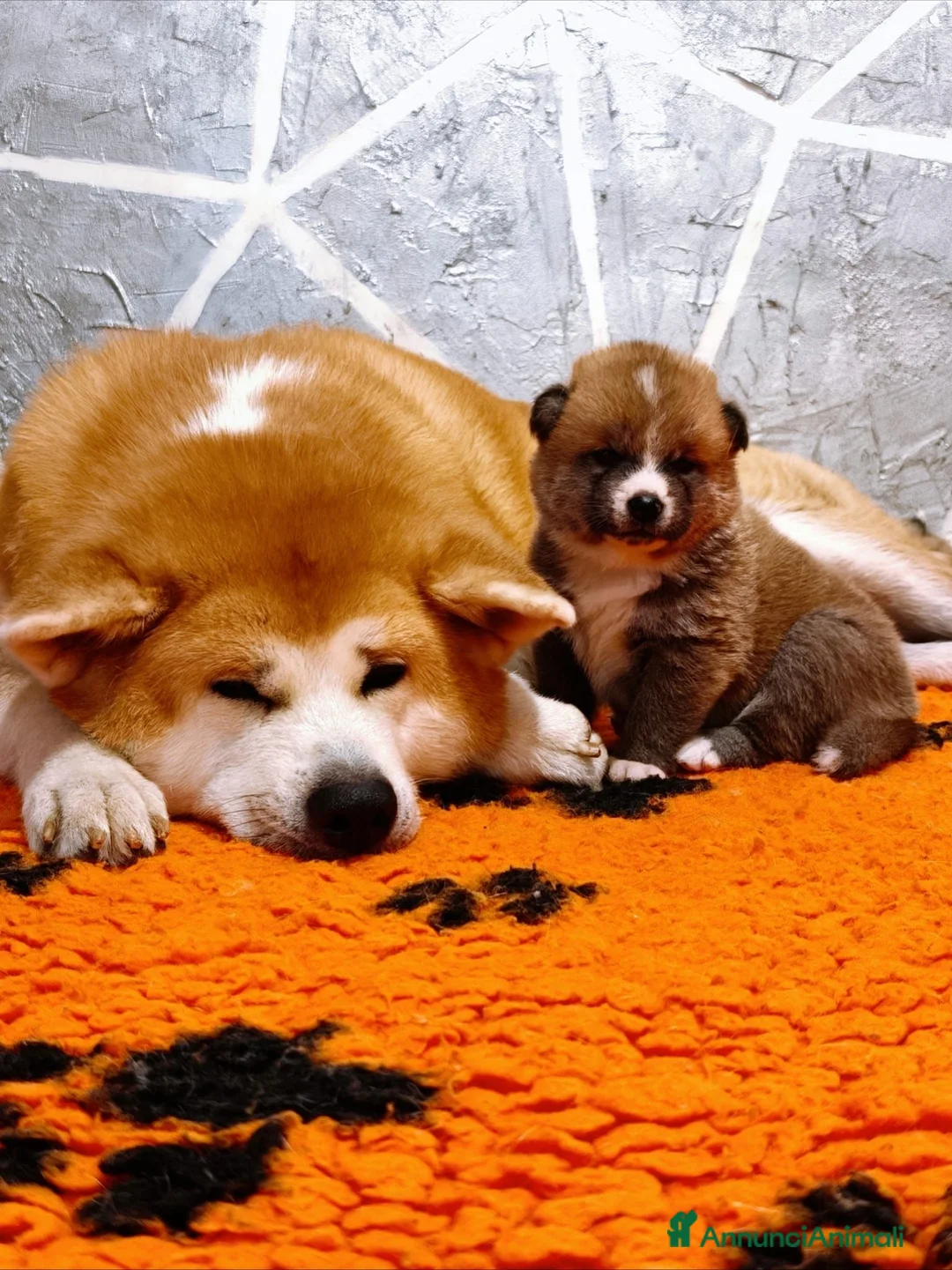 Akita Inu cani in vendita: AKITA CUCCIOLI - Allevamneto ENCI - Annuncio 12