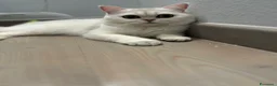 Scottish gatti in vendita: Scottish Fold femmina a Provincia di Ravenna - Annuncio 1
