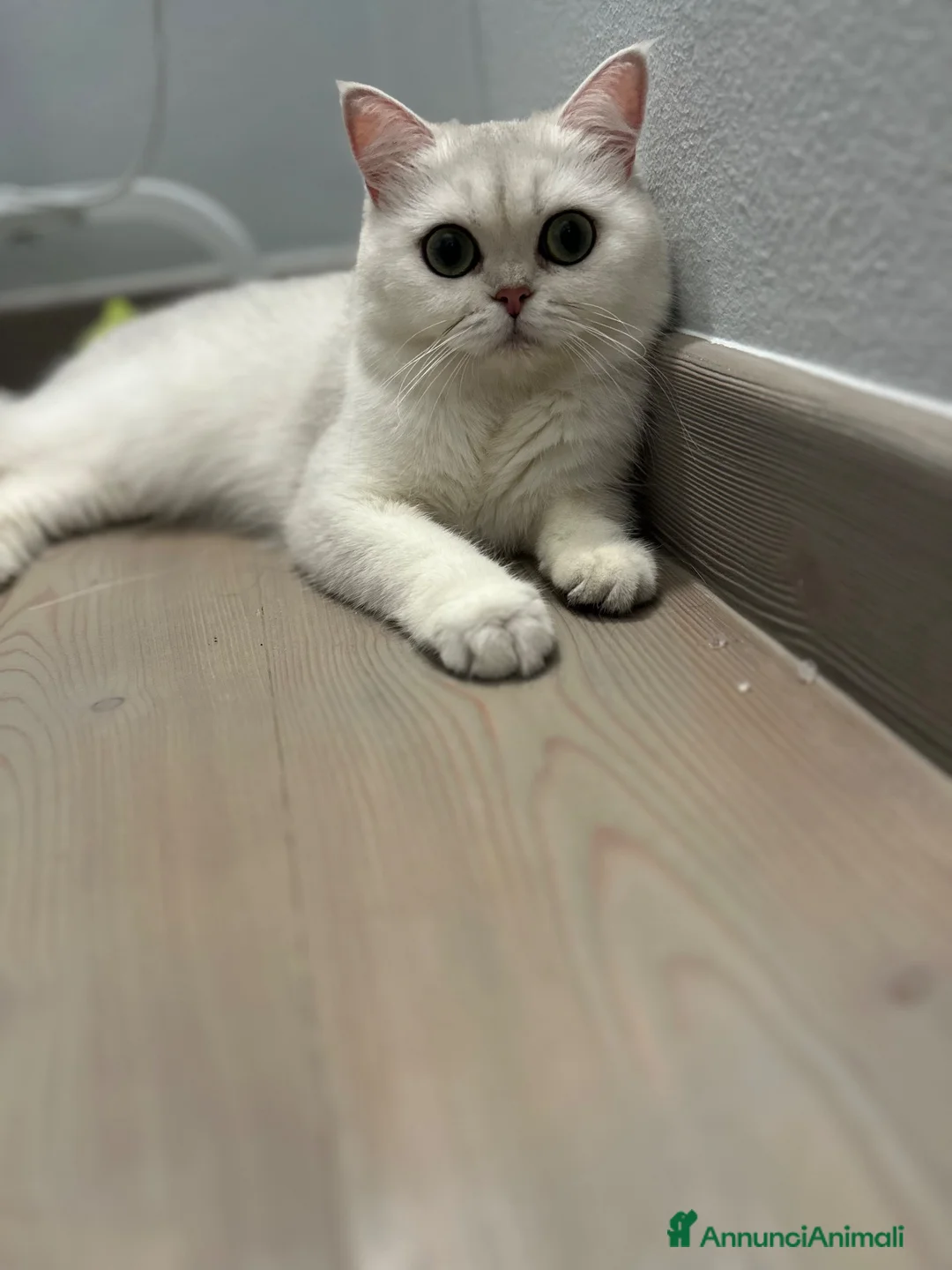 Scottish gatti in vendita: Scottish Fold femmina a Provincia di Ravenna - Annuncio 1